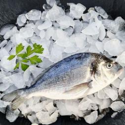 DORADA